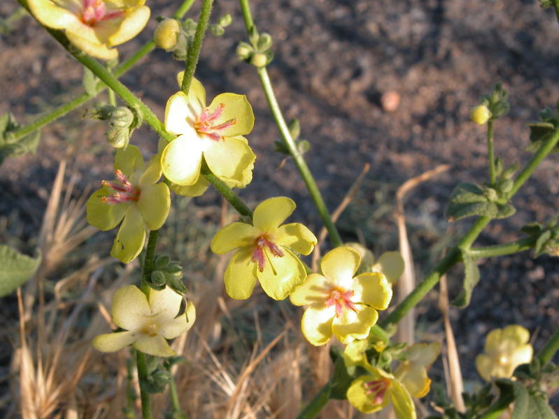 Verbascum sinuatum / Verbasco sinuoso